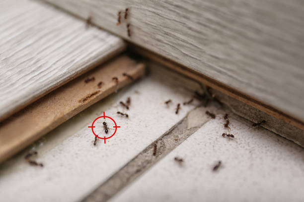 Best Emergency Pest Control  in Raleigh, NC