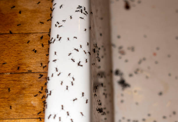 Best Pest Inspection Near Me  in Raleigh, NC