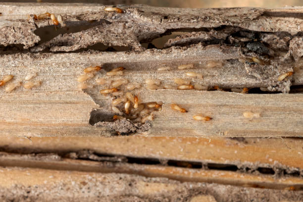 Pest Control for Restaurants in Raleigh, NC